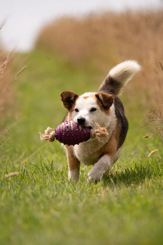 Petface Planet Nobbly Rubber Rugby Ball Dog Toy (Pack of 1)