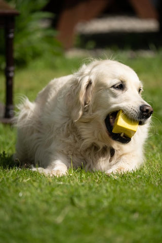 Latex Dog Toy with Squeaker for Playtime