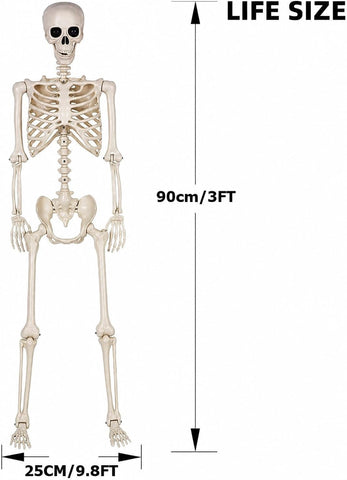 3ft Halloween Skeleton 2 Pack – Posable Plastic Skeleton Decorations for Indoor & Outdoor Halloween Parties, Haunted Houses, Gardens & Spooky Displays