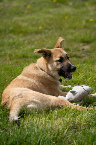 Petface Seriously Strong Rubberoid Shark Plush Dog Toy