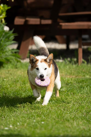 Iced Biscuit Latex Dog Toy with Squeaker