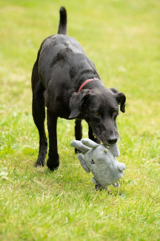 Seriously Strong Plush Robot Dog Toy for Medium Dogs