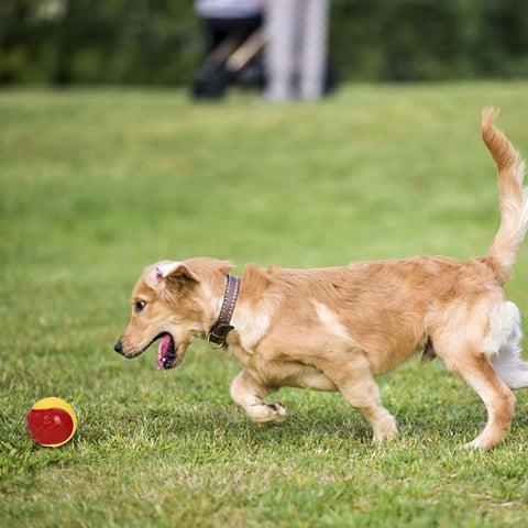 Squeaky Dog Ball Set for Puppies and Small Dogs