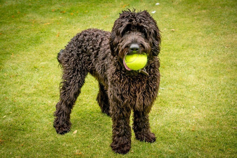 Mini Super Tennis Balls for Dogs Pack of 5