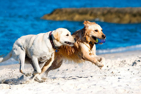 KONG Classic Stuffable Dog Toy - Durable Red Rubber Chew Toy