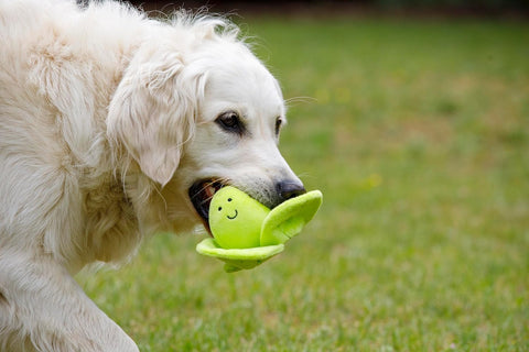 Fluffy Sprout Plush Dog Toy