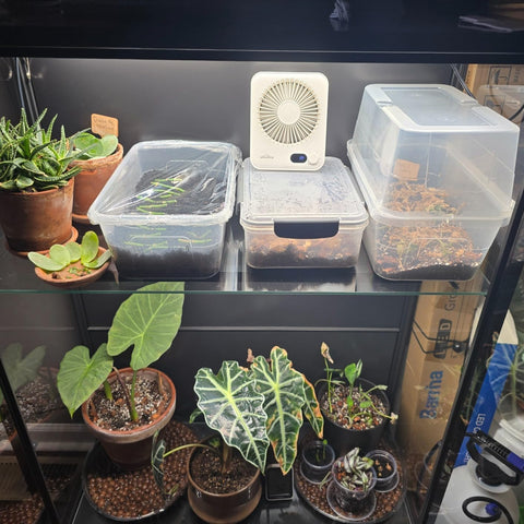 WHATOOK Desk Fan USB: 5000mAh Ultra Quiet 100 Speeds Mini Personal Fans with 24H Long-Lasting Battery, USB-C Fast Charging, LED Display, Child-Safe Grille for Home Office Bedroom Travel Camping