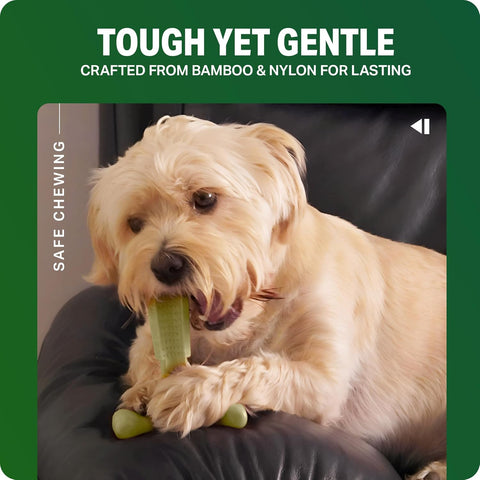 Bamboodles T-Bone Dog Chew Toy – Small | Cheese Flavour | Durable Natural Chew