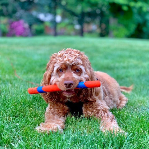 Chuckit Ultra Fetch Stick Outdoor Dog Toy