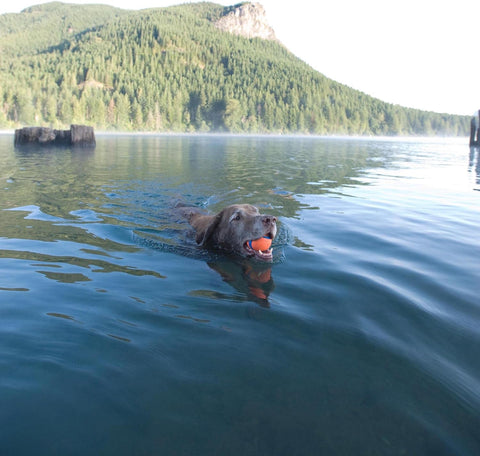 ChuckIt! Ultra Ball Dog Toy - Durable High Bounce XL