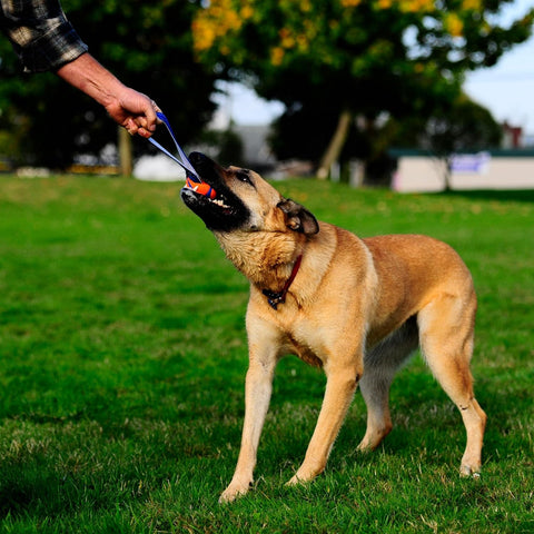 Medium Dog Tug and Fetch Rubber Ball Toy Orange