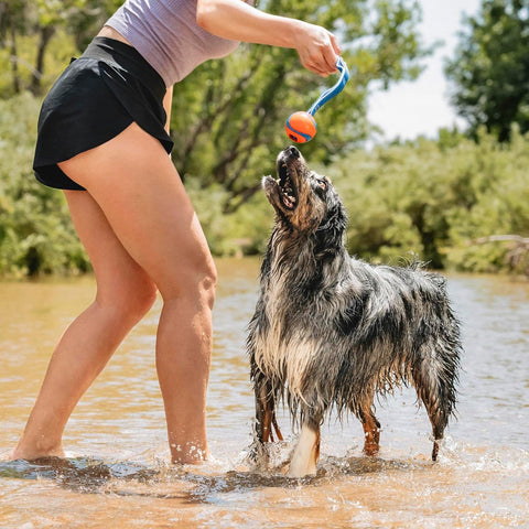 Chuckit Ultra Tug Duo Interactive Dog Toy Medium