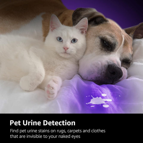 Cat and dog lying on a rug with pet urine detection product