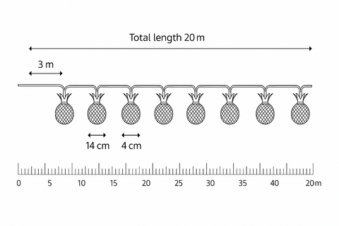 Diagram showing the arrangement of pineapples on a string with measurements