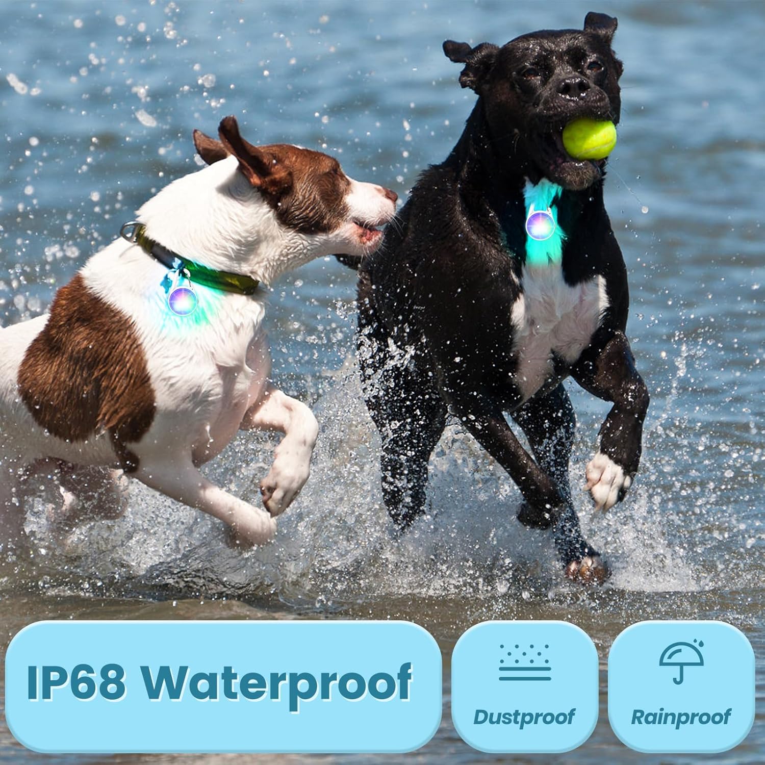 Two dogs running in water with a ball, wearing waterproof collars, on a beach.