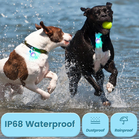 Two dogs running in water with a ball, wearing waterproof collars, on a beach.